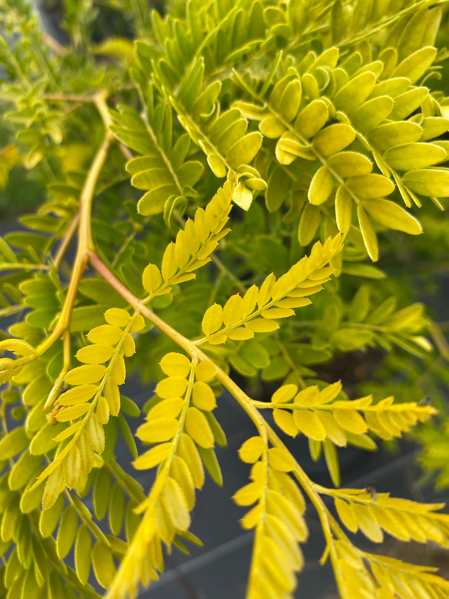 Geelbladige christusdoorn, Gleditsia triacanthos 'Sunburst'