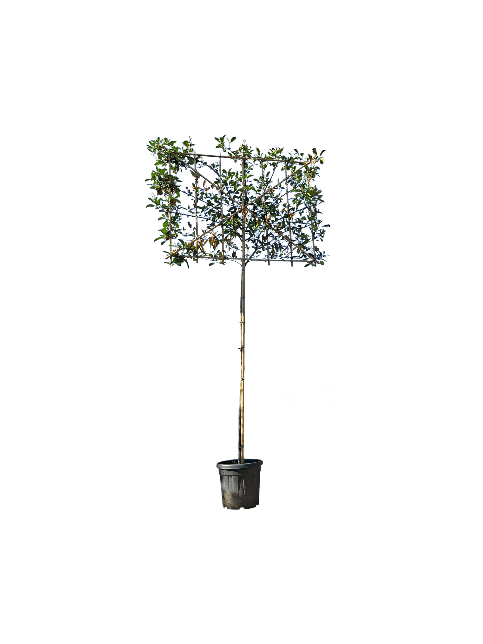 Glansmispel laagstam, Photinia x fraseri 'Red Robin'