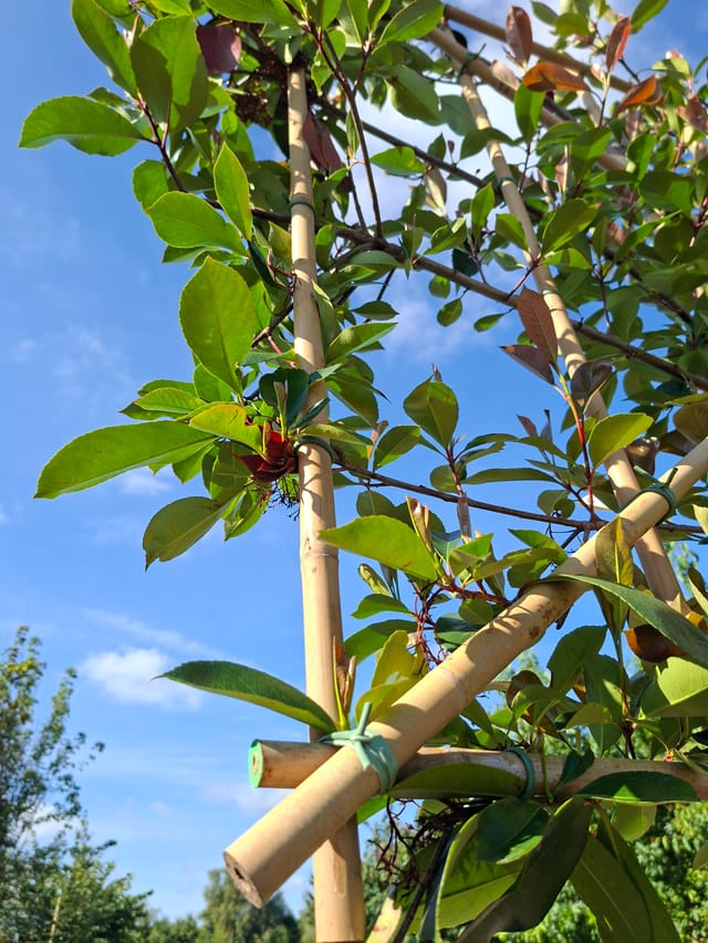 Glansmispel leiboom 120cm stamhoogte