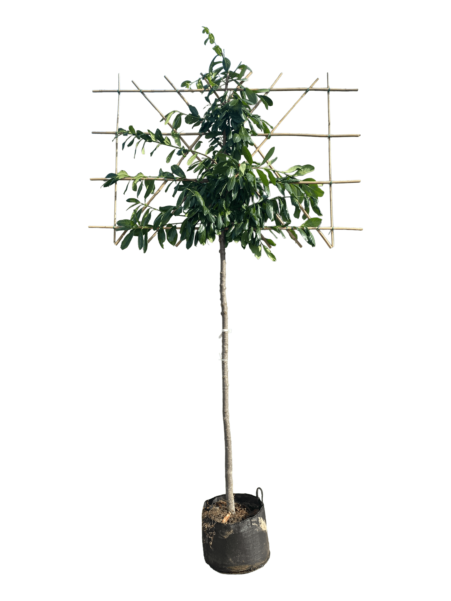 Leilaurier, 120cm stamhoogte