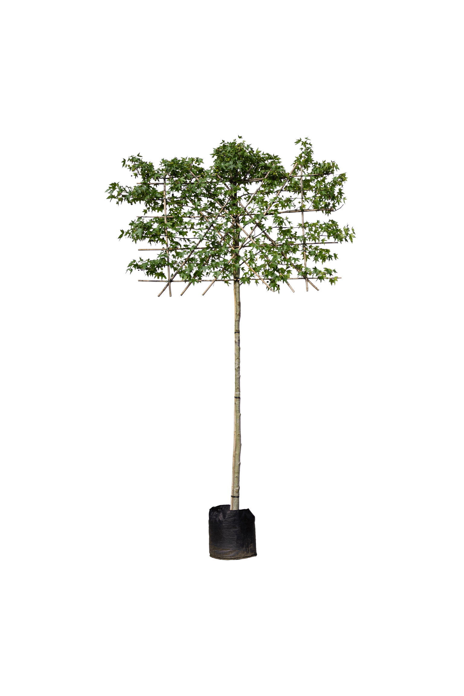 Amberboom, Leivorm 200cm stamhoogte, Liquidambar styraciflua 'Worplesdon', Leivorm 200cm stamhoogte