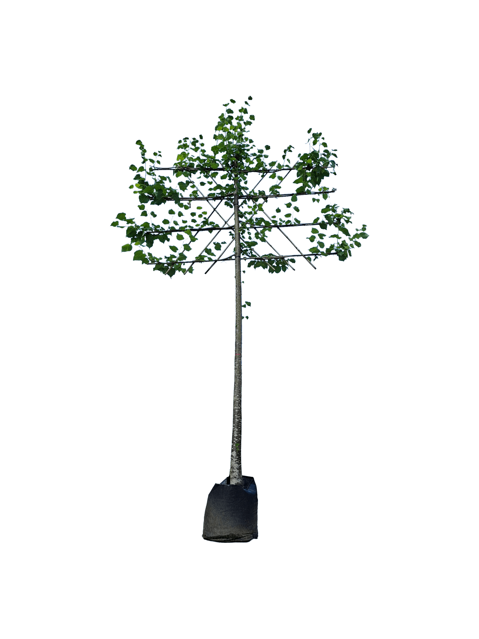 Koningslinde, Leivorm 120cm stamhoogte