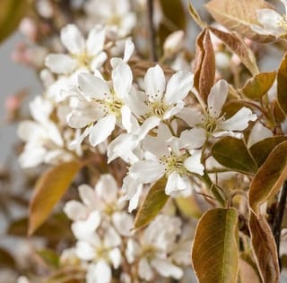 Amerikaanse krentenboom