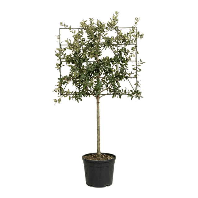 Steeneik leivorm 120cm stamhoogte