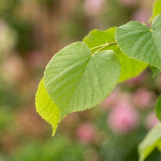 Koningslinde leivorm 120cm stamhoogte