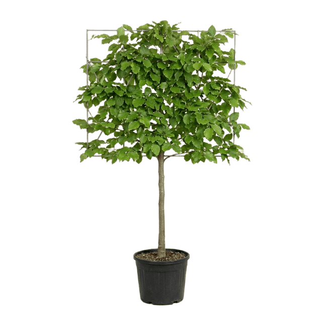 Groene leibeuk 120cm stamhoogte