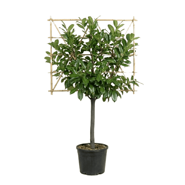 Leilaurier 120cm stamhoogte