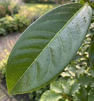 Leilaurier 120cm stamhoogte