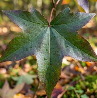 Amberboom leivorm 120cm stamhoogte