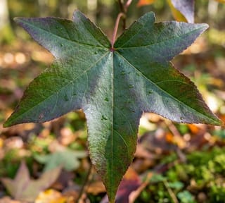 Amberboom leivorm 200cm stamhoogte