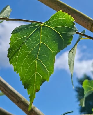 Koningslinde leivorm 200 cm stamhoogte