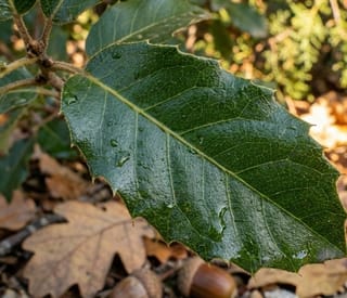 Steeneik leivorm 120cm stamhoogte