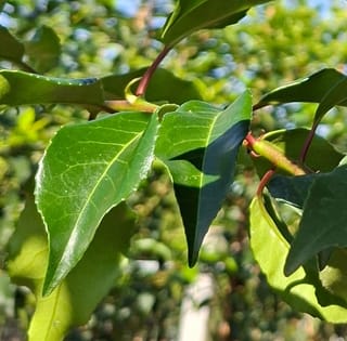 Portugese leilaurier 120cm stamhoogte