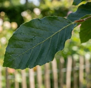 Groene leibeuk 200cm stamhoogte