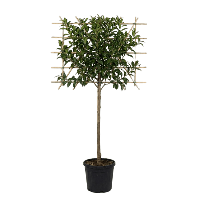 Portugese leilaurier 120cm stamhoogte