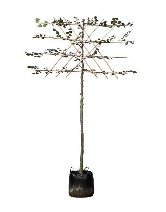 Koningslinde leivorm 200 cm stamhoogte