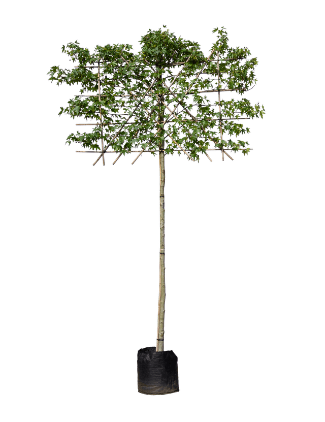 Amberboom leivorm 200cm stamhoogte