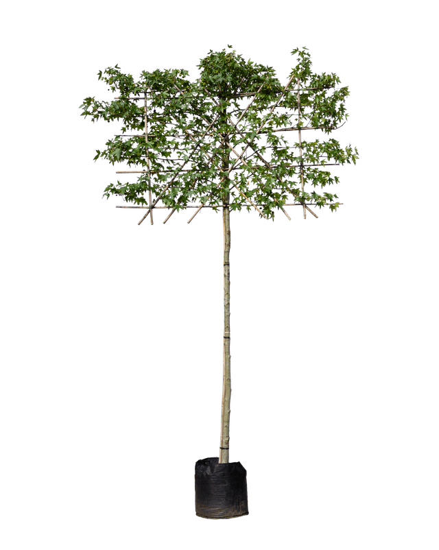 Amberboom leivorm 120cm stamhoogte