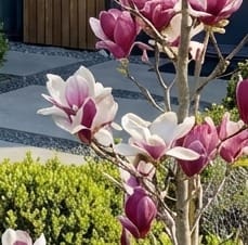 Witroze Magnolia