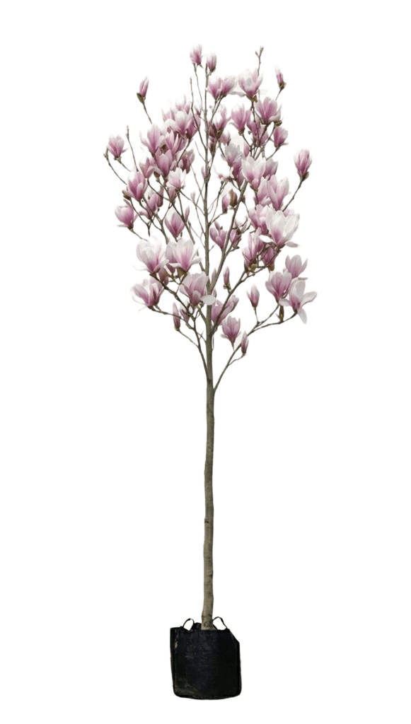 Witroze Magnolia