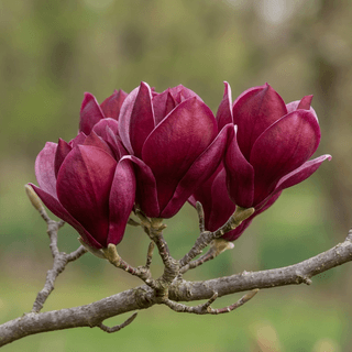 Paarse Magnolia