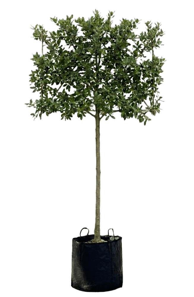 Steeneik leivorm 200cm stamhoogte , Quercus ilex