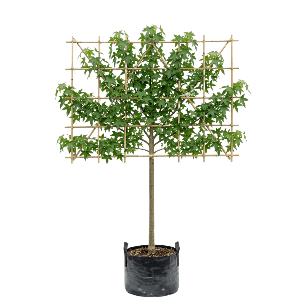 Amberboom leivorm 120cm stamhoogte, Liquidambar styraciflua 'Worplesdon'