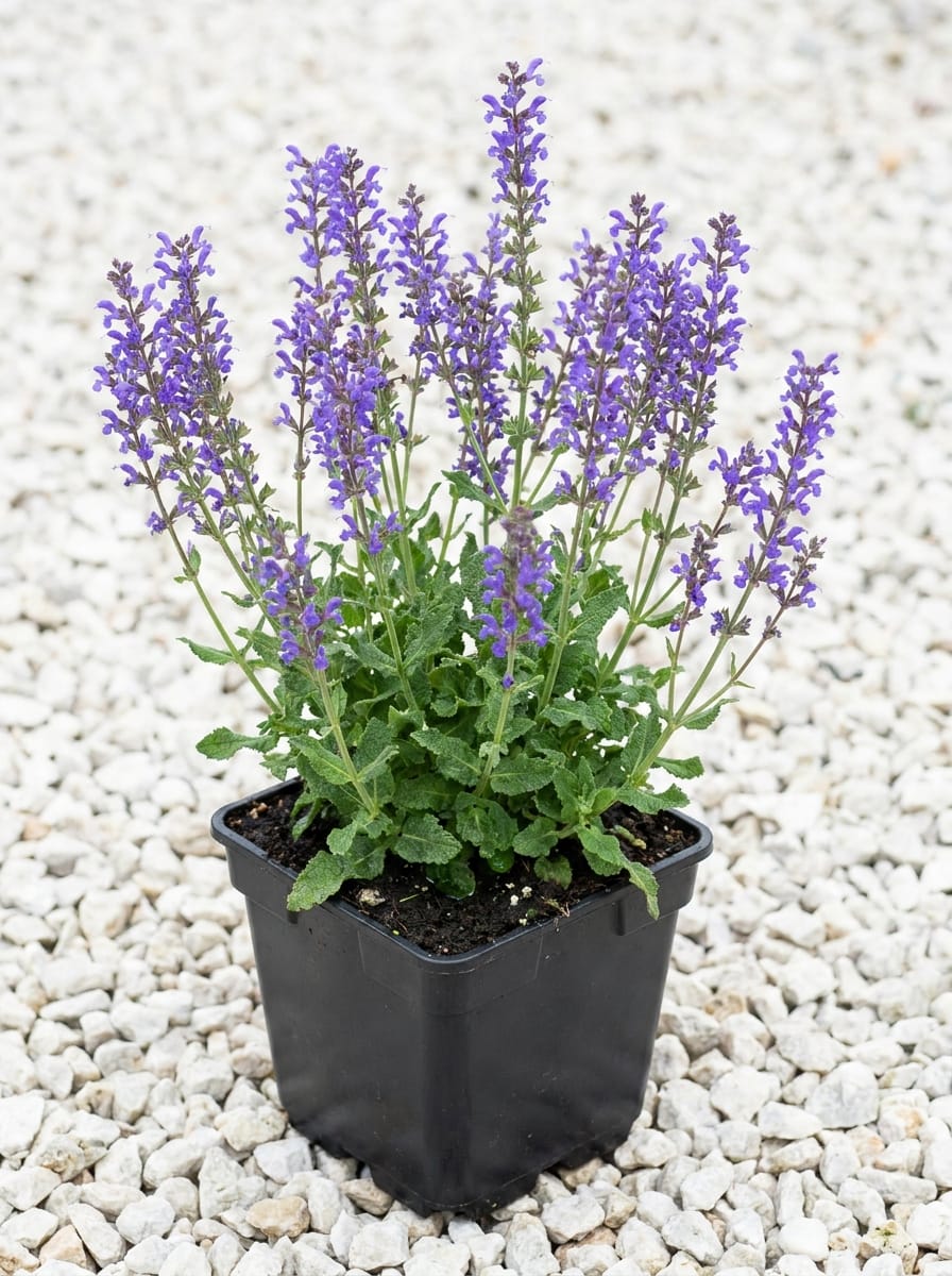Bossalie, Salie, Salvia, Salvia nemorosa 'Ostfriesland'