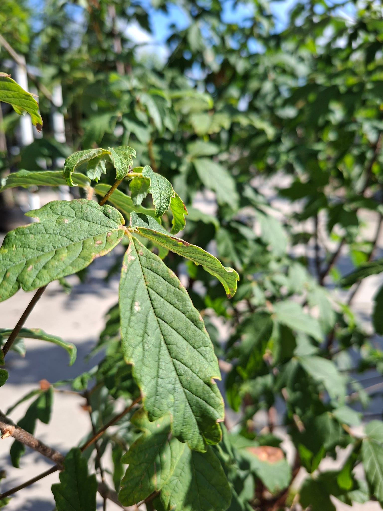 Papieresdoorn, Acer griseum (meerstammig)