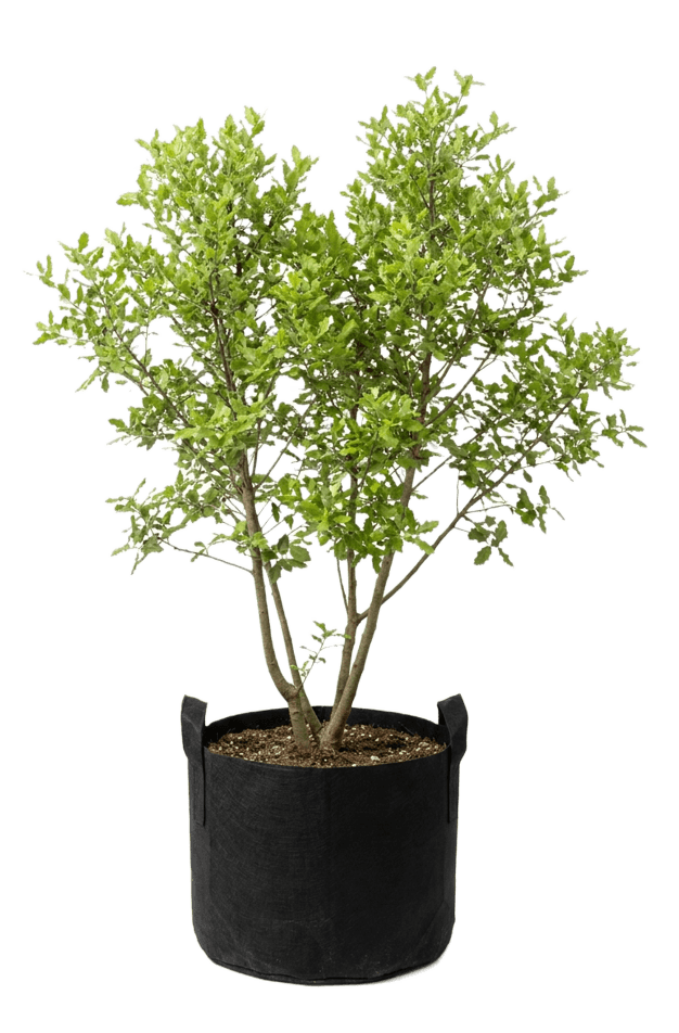 Steeneik