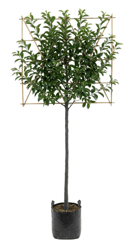 Portugese leilaurier 200cm stamhoogte