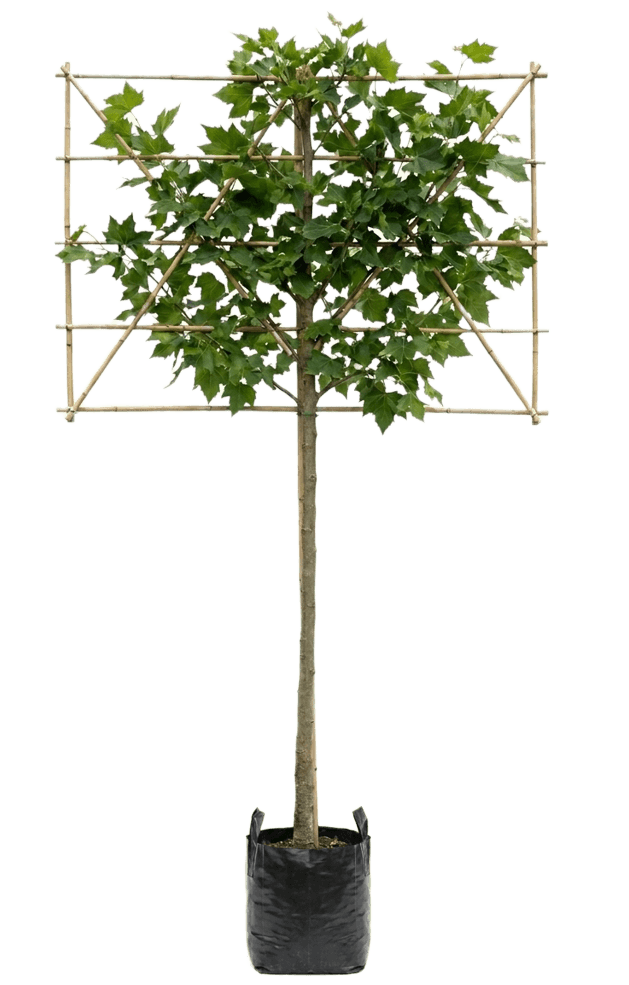 Leiplataan leivorm 200cm stamhoogte