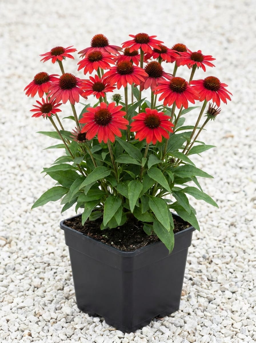Zonnehoed, Rode zonnehoed, Echinacea purpurea 'Meteor Red'
