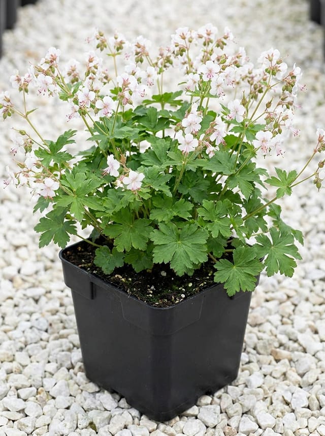 Rotsooievaarsbek, Ooievaarsbek, Tuingeranium, Geranium