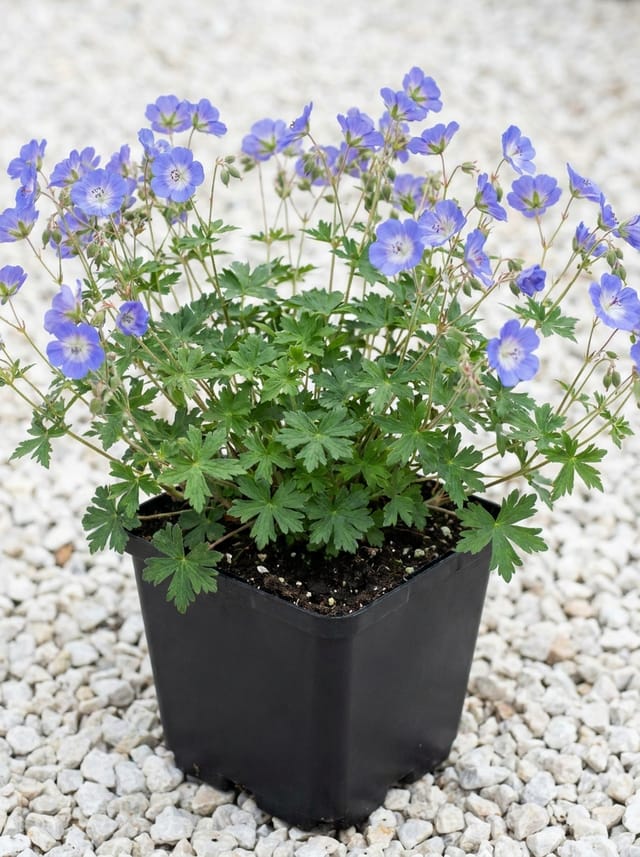 Ooievaarsbek, Tuingeranium, Geranium