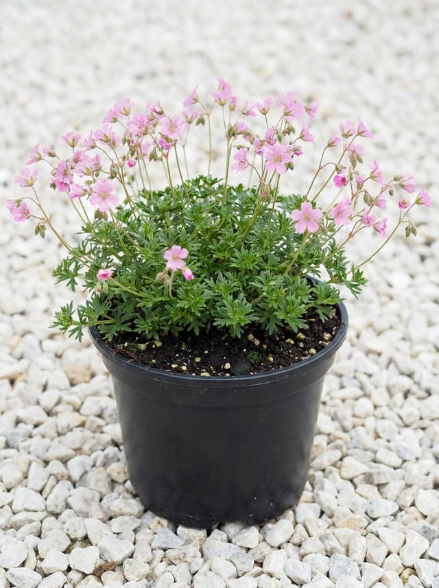 Roze ooievaarsbek, Ooievaarsbek, Tuingeranium, Geranium