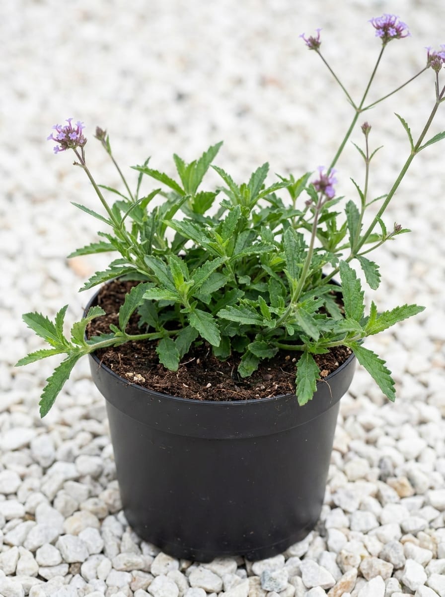 Stijf ijzerhard, IJzerhard, Verbena bonariensis