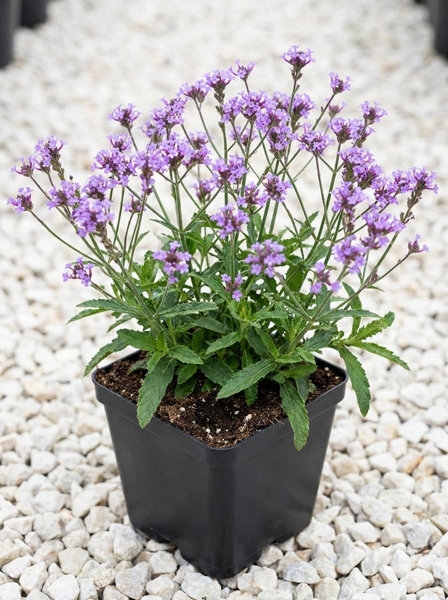 Stijf ijzerhard, IJzerhard, Verbena bonariensis 'Lollipop'