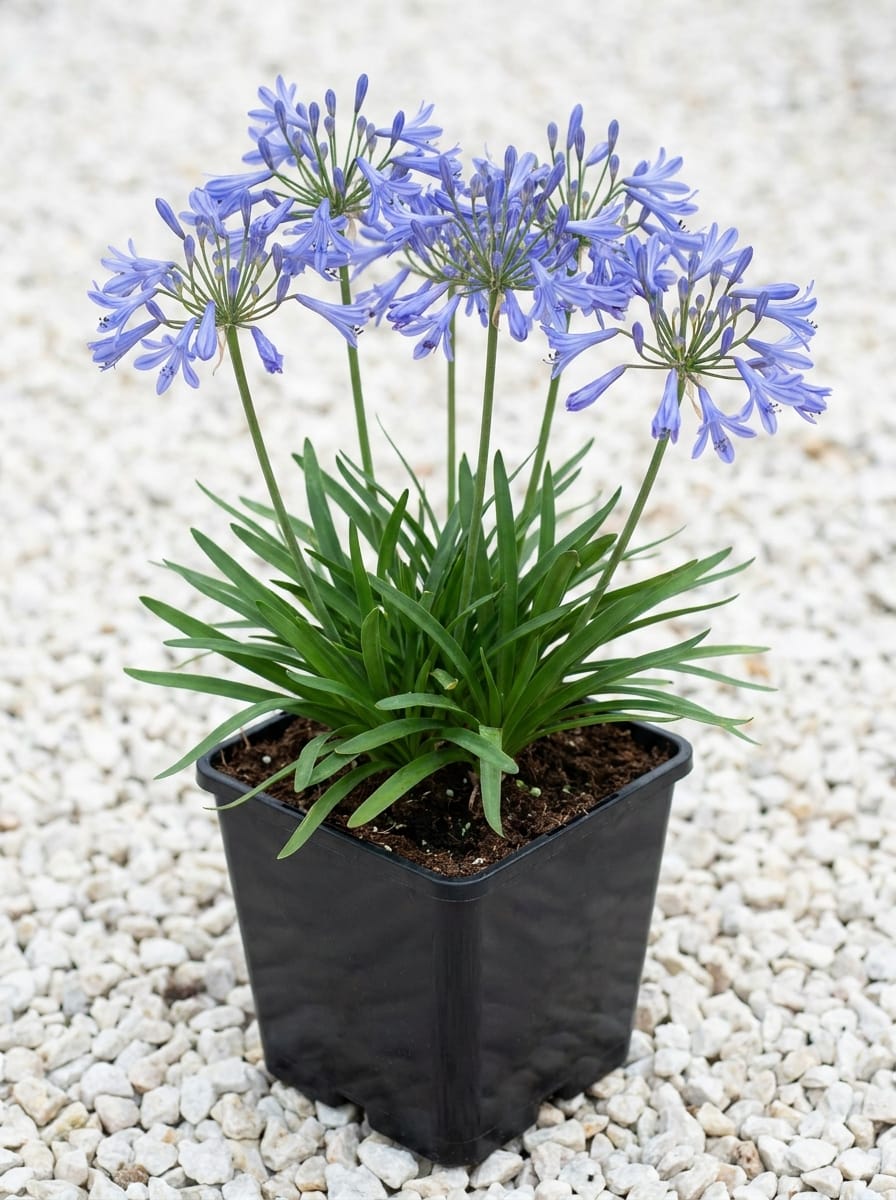 Afrikaanse lelie, Kaapse lelie, Liefdesbloem, Blauwe tuberoos, Agapanthus 'Blue Triumphator'