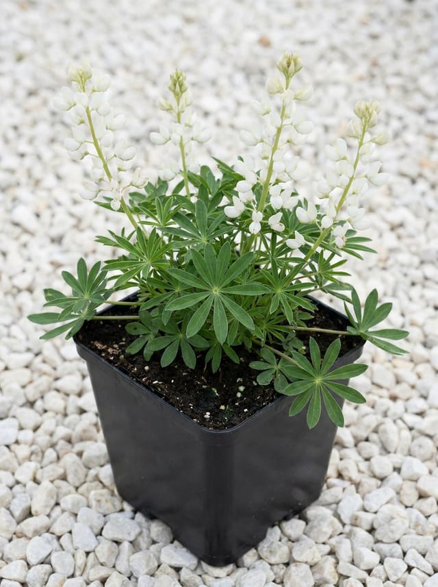 Lupine