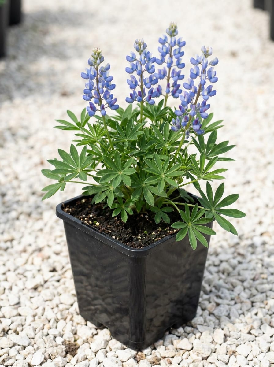 Lupine, Lupinus 'Gallery Blue'