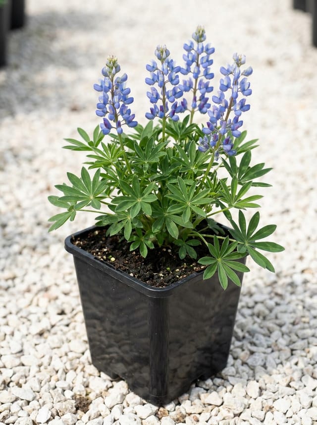 Lupine