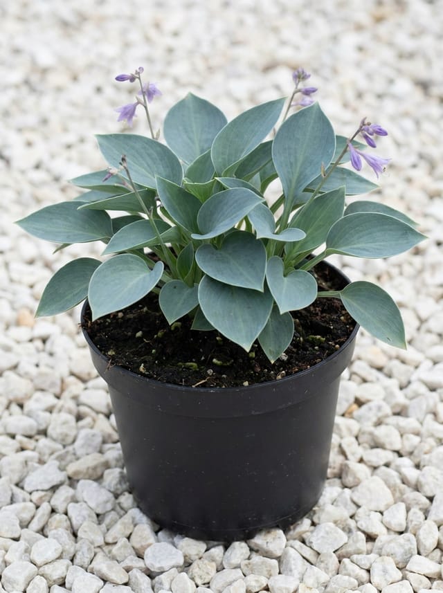 Hosta, Hartlelie, Funkia