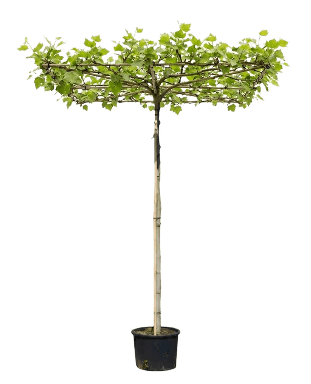 Dakplataan vierkant, 240cm stamhoogte
