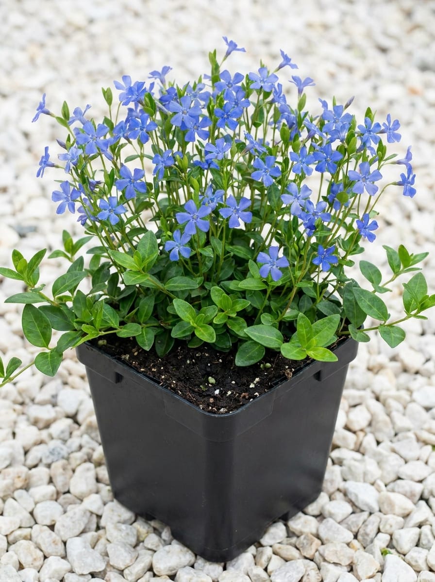Kleine maagdenpalm, Maagdenpalm, Vinca minor