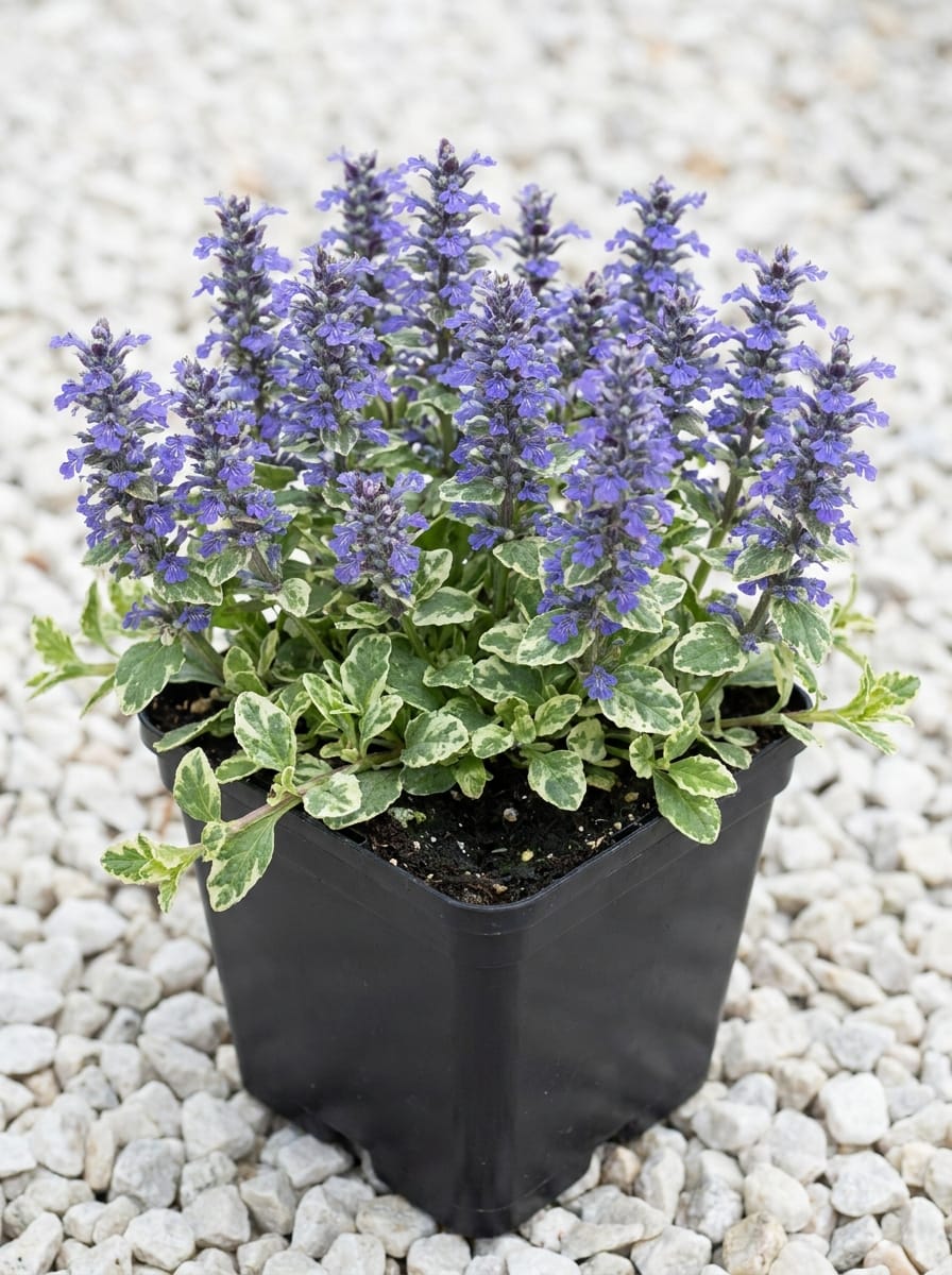 Kruipend zenegroen, Zenegroen, Ajuga reptans 'Variegata'