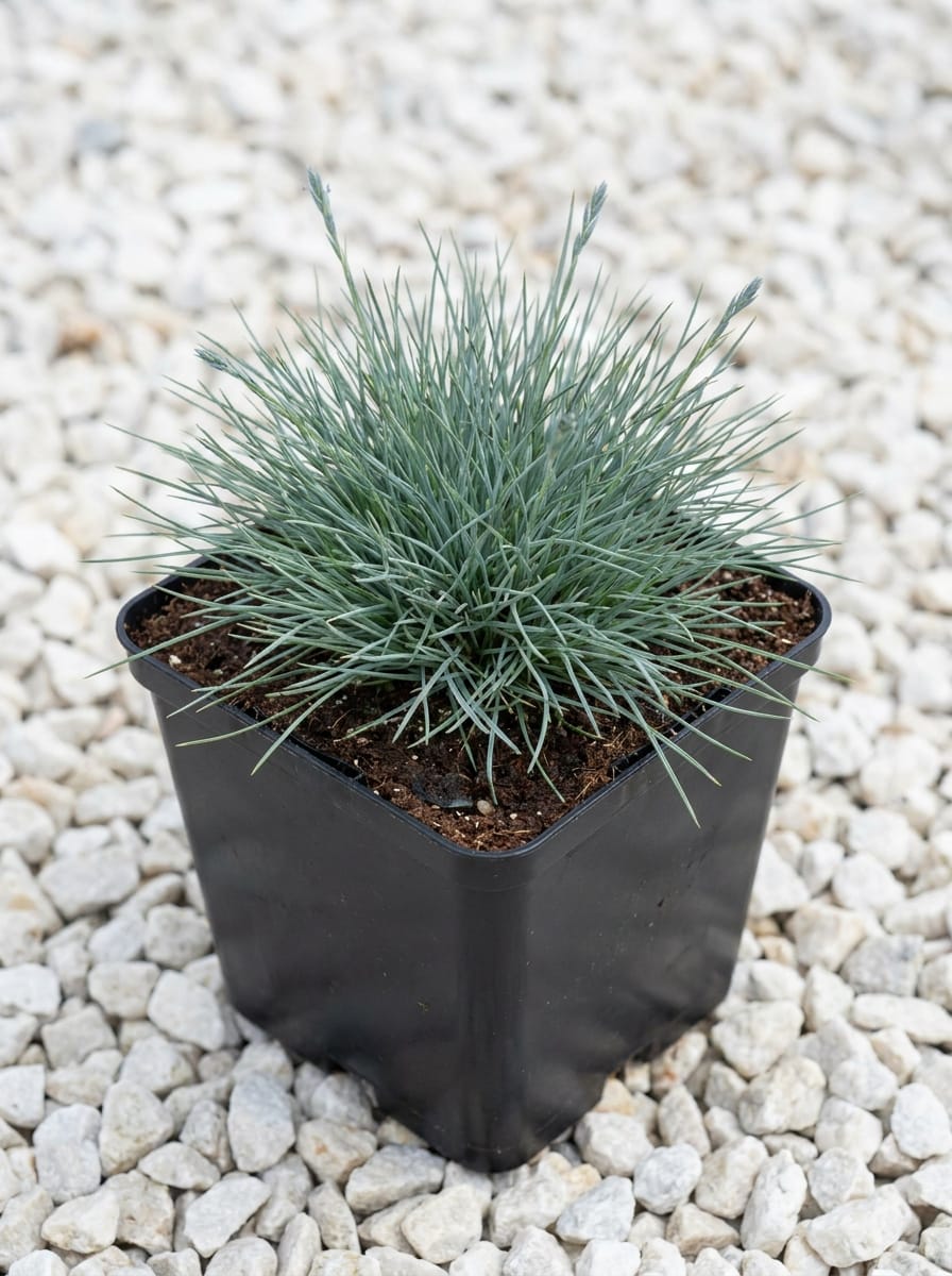 Blauw schapengras, Blauw zwenkgras, Zwenkgras, Schapengras, Festuca glauca 'Blauglut'