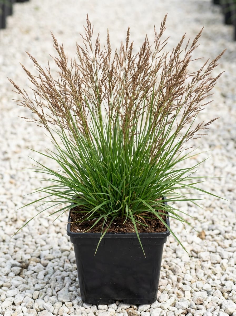 Pijpenstrootje, Molinia caerulea