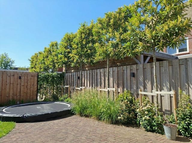 Leibomen tegen inkijk? Ontdek de beste soorten voor privacy in je tuin