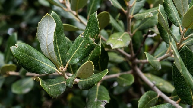 Steeneik (Quercus ilex): de groenblijvende boom voor privacy en droge grond